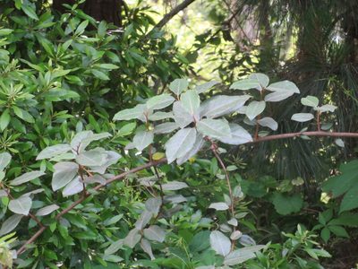 Elaeagnus pungens, photographed by Nonbinary-Naturalist