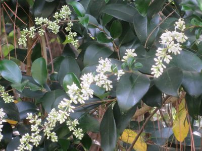 Ligustrum japonicum, photographed by Nonbinary-Naturalist