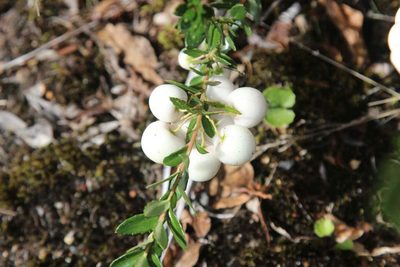 Gaultheria poeppigii, photographed by Cesar Ormazabal