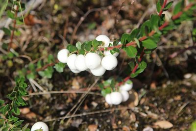 Gaultheria poeppigii, photographed by Cesar Ormazabal