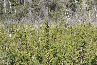 Pilgerodendron uviferum, photographed by Cesar Ormazabal