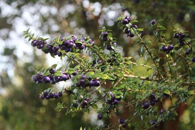 Rhaphithamnus spinosus, photographed by Cesar Ormazabal