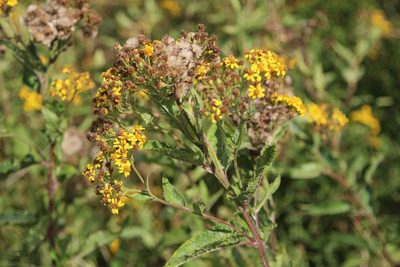 Senecio otites, photographed by Cesar Ormazabal