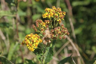 Senecio otites, photographed by Cesar Ormazabal