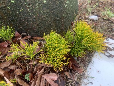 Psilotum nudum, photographed by 岸本年郎