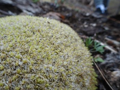 Leucobryum albidum, photographed by Thomas Koffel