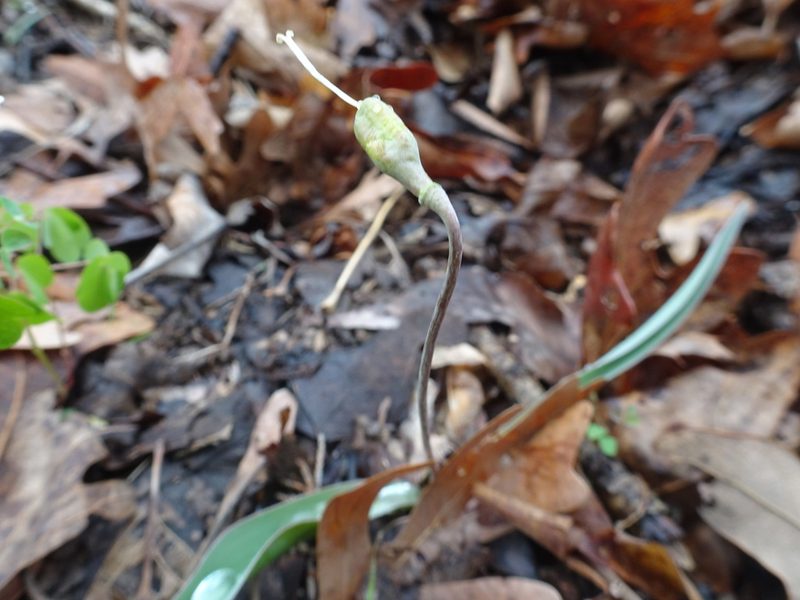 Erythronium mesochoreum, photographed by Thomas Koffel