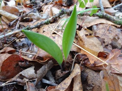 Erythronium mesochoreum, photographed by Thomas Koffel
