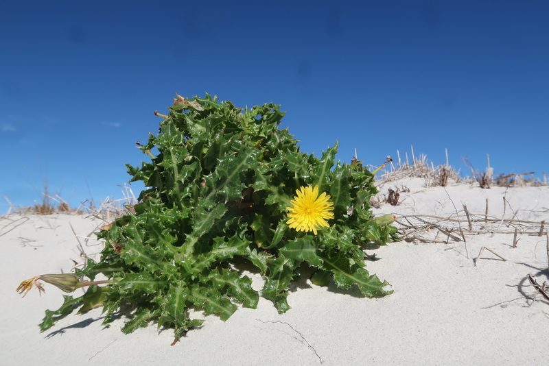 Sonchus megalocarpus, photographed by Cowirrie