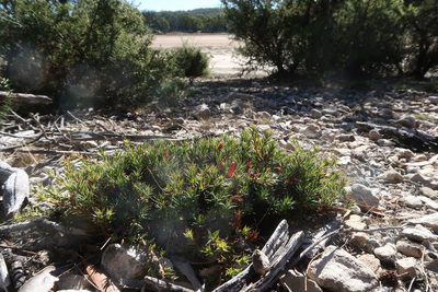 Styphelia humifusa, photographed by Cowirrie