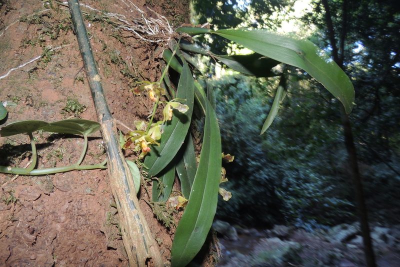 Gomesa cornigera, photographed by William G. Borges