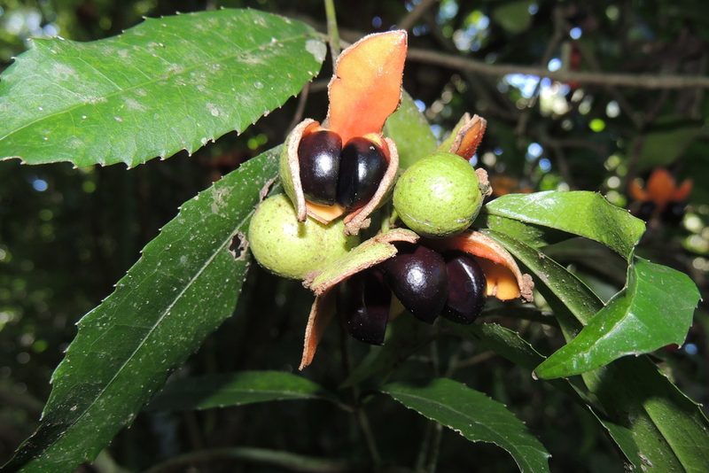 Hennecartia omphalandra, photographed by William G. Borges