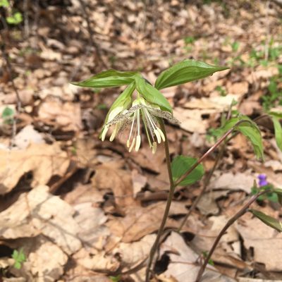 Prosartes maculata, photographed by sarahalder
