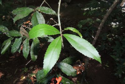 Hennecartia omphalandra, photographed by William G. Borges
