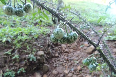 Solanum atropurpureum, photographed by William G. Borges