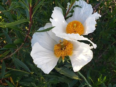 Romneya coulteri, photographed by Steve Addison