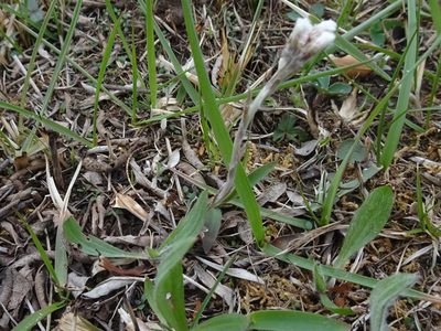 Antennaria neglecta, photographed by Thomas Koffel
