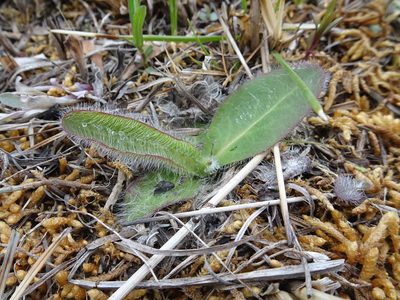 Hieracium longipilum, photographed by Thomas Koffel