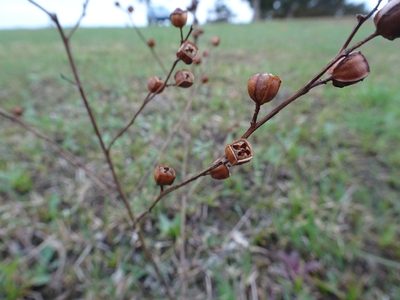 Ludwigia alternifolia