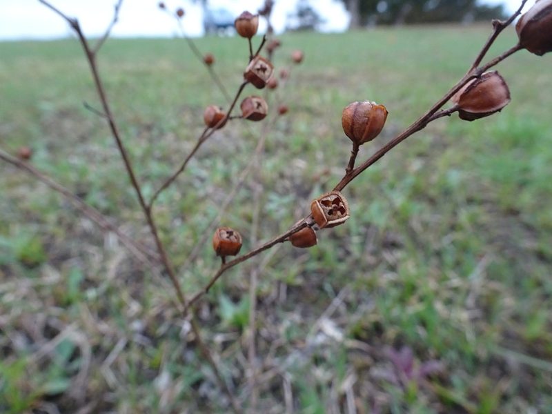 Ludwigia alternifolia, photographed by Thomas Koffel