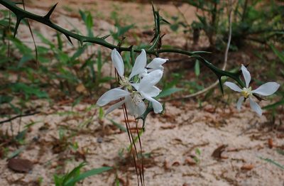 Citrus trifoliata