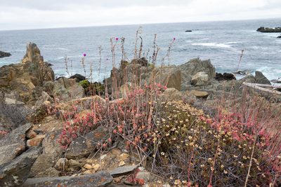 Cistanthe grandiflora, photographed by Jorge Herreros de Lartundo