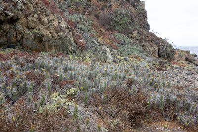 Eulychnia castanea, photographed by Jorge Herreros de Lartundo