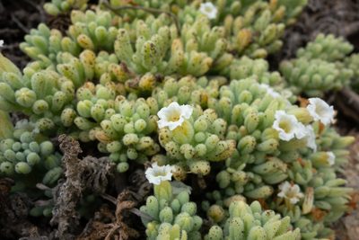 Nolana crassulifolia, photographed by Jorge Herreros de Lartundo
