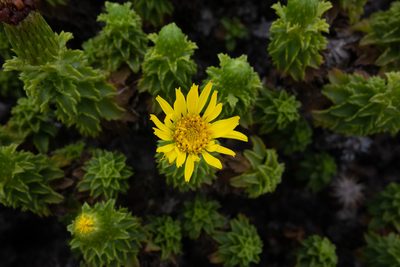 Haplopappus foliosus, photographed by Jorge Herreros de Lartundo