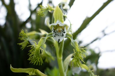 Bipinnula fimbriata, photographed by Jorge Herreros de Lartundo