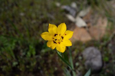 Sisyrinchium graminifolium, photographed by Jorge Herreros de Lartundo