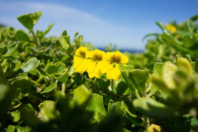 Tropaeolum brachyceras, photographed by Jorge Herreros de Lartundo