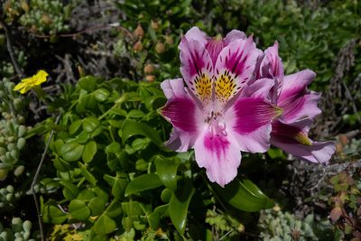 Alstroemeria pelegrina, photographed by Jorge Herreros de Lartundo