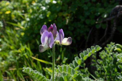 Astragalus amatus, photographed by Jorge Herreros de Lartundo