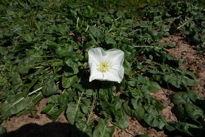 Oenothera acaulis, photographed by Jorge Herreros de Lartundo