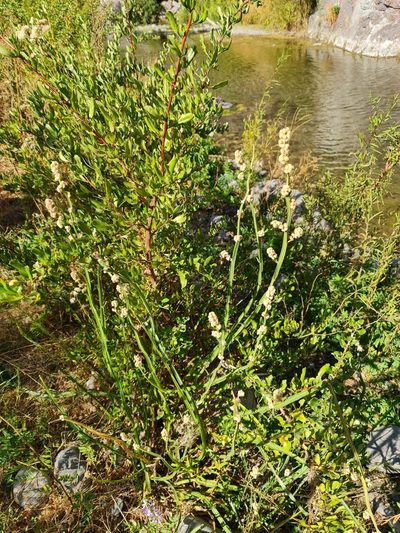 Baccharis sagittalis, photographed by Javier Conejeros Gastó