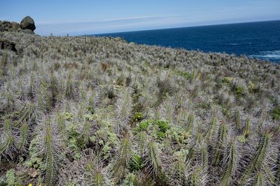 Eulychnia castanea, photographed by Jorge Herreros de Lartundo