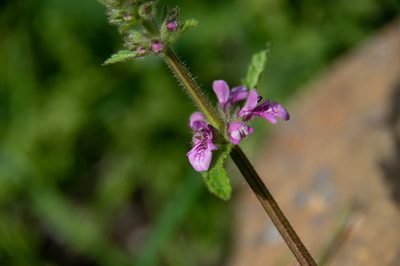 Stachys grandidentata, photographed by Jorge Herreros de Lartundo