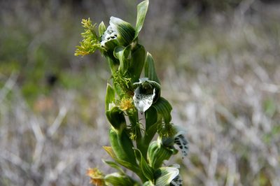 Bipinnula fimbriata, photographed by Jorge Herreros de Lartundo