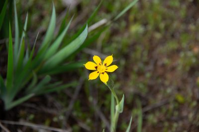 Sisyrinchium graminifolium, photographed by Jorge Herreros de Lartundo