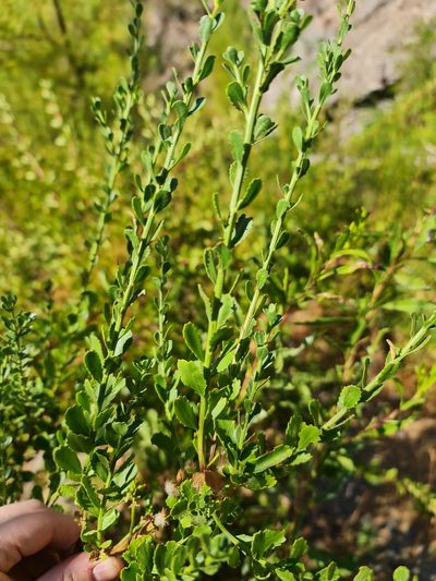 Baccharis neaei, photographed by Javier Conejeros Gastó