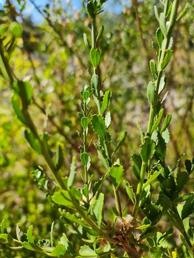 Baccharis neaei, photographed by Javier Conejeros Gastó