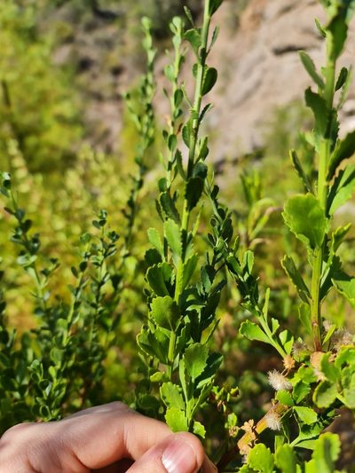 Baccharis neaei, photographed by Javier Conejeros Gastó