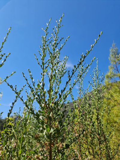 Baccharis neaei, photographed by Javier Conejeros Gastó