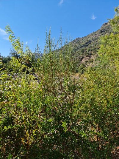Baccharis neaei, photographed by Javier Conejeros Gastó