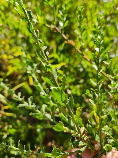 Baccharis neaei, photographed by Javier Conejeros Gastó