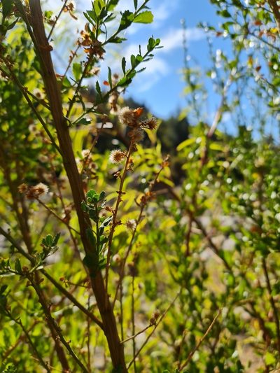 Baccharis neaei, photographed by Javier Conejeros Gastó
