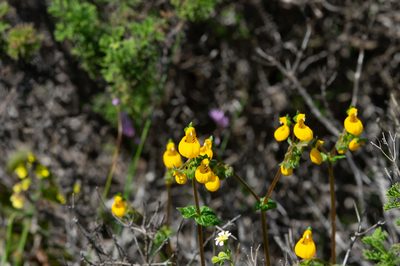 Calceolaria corymbosa, photographed by Jorge Herreros de Lartundo