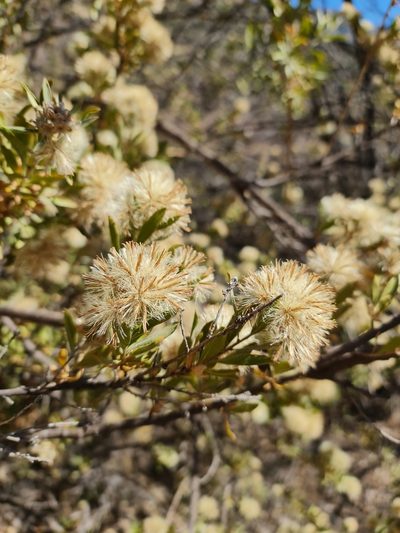 Gochnatia foliolosa, photographed by Javier Conejeros Gastó