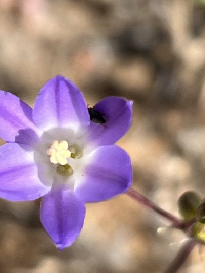 Brodiaea orcuttii, photographed by kclarksdnhmorg